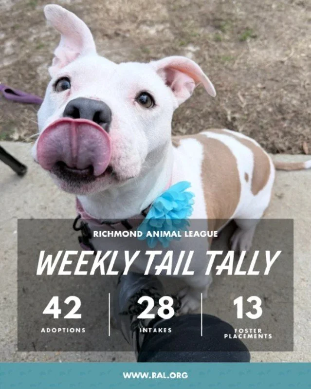It&rsquo;s Weekly Tail Tally Time!
Here&rsquo;s a look at how things added up at RAL last week:

🏠 42 pets found loving homes
&bull; 17 cats
&bull; 25 dogs

🐾 28 new pets welcomed at RAL
&bull; 9 cats
&bull; 19 dogs

🏘️ 13 foster placements
&bull;