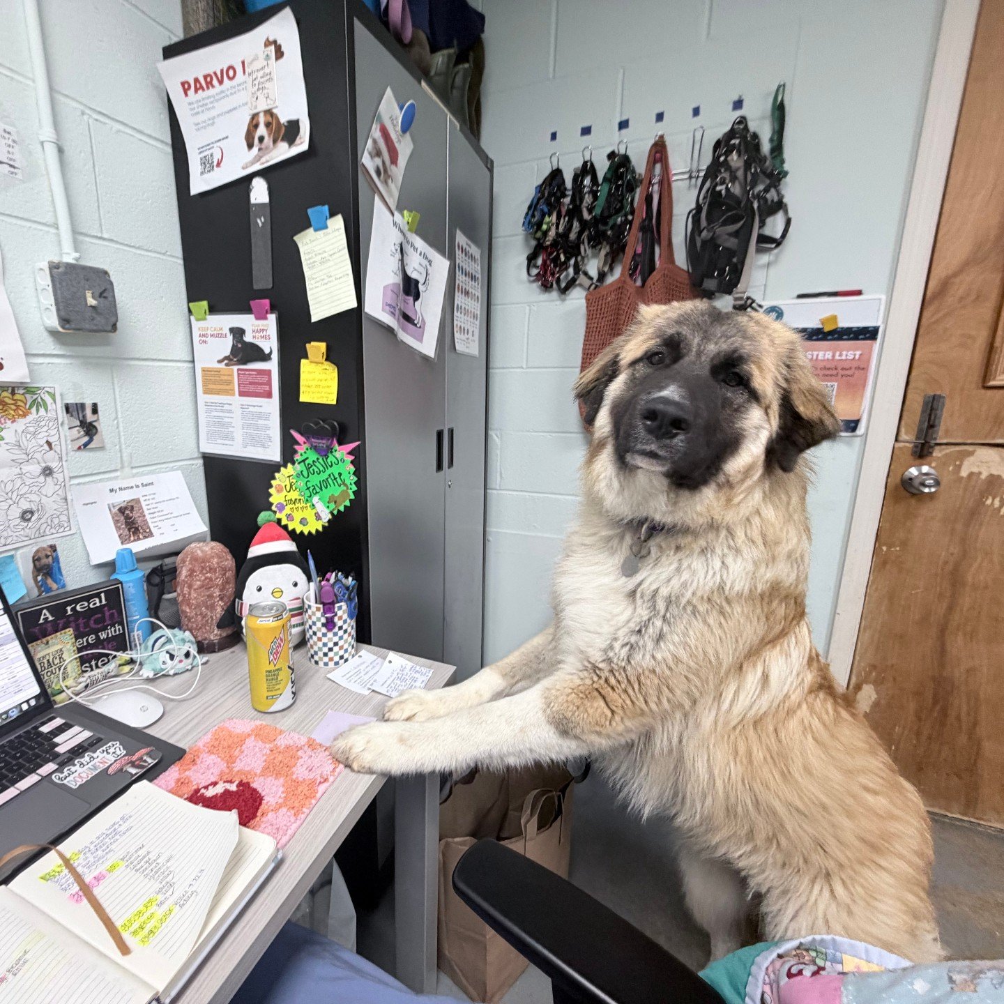 Are you looking for an assistant? Someone to help you stay on task and cheer you on when deadlines start creeping up?

Meet Squiggles.

This young gal is ready to step into the role of your new office buddy. She does have opinions about how things sh