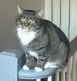 Some cats want attention all the time.

Greta prefers quality over quantity.

This beautiful brown and white tabby has mastered the art of living life on her own terms. She&rsquo;s confident, curious, and perfectly content exploring her space or clai