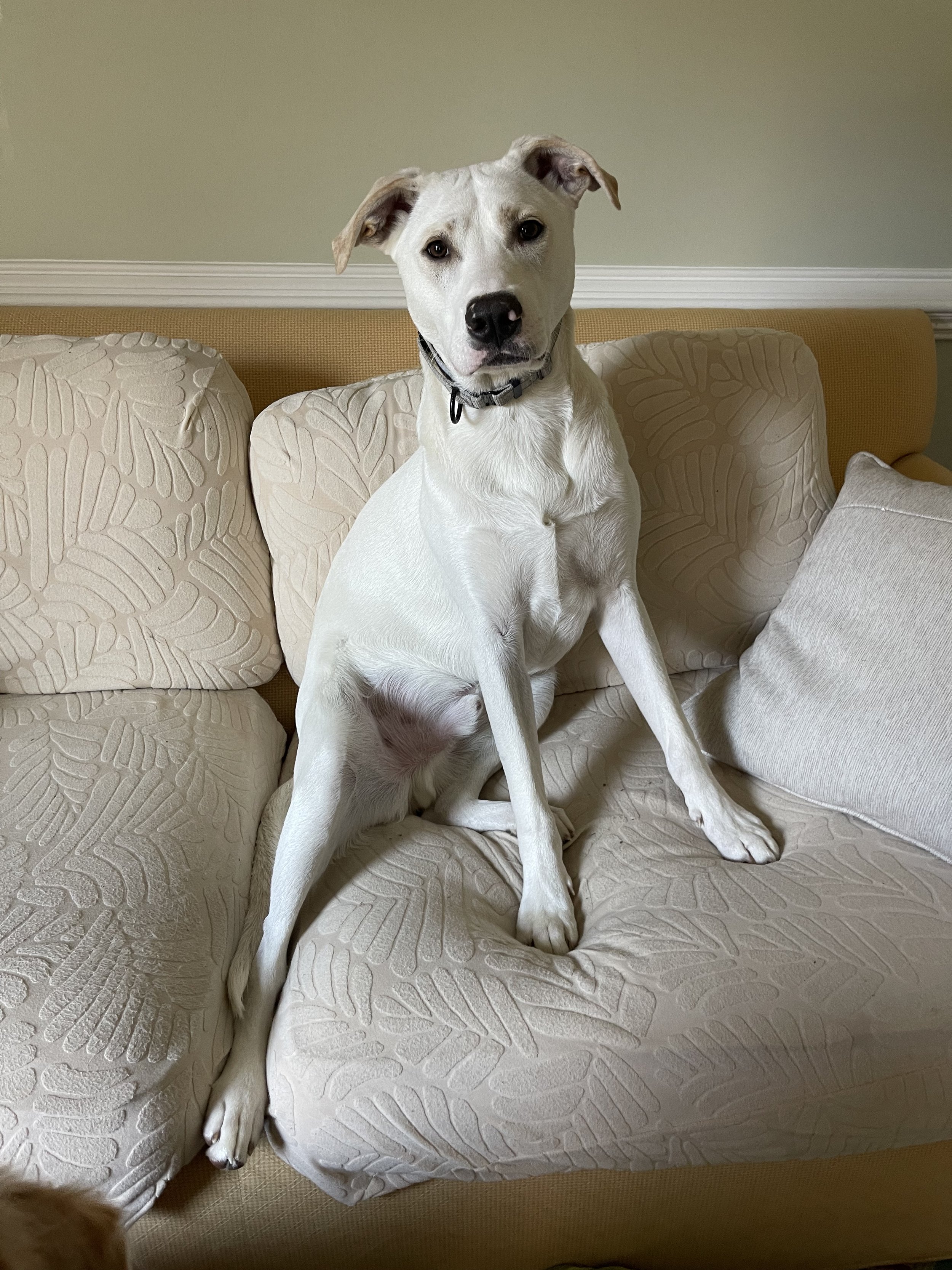 What breed do you think RAL Alum Ducky is? Click right to find out!
