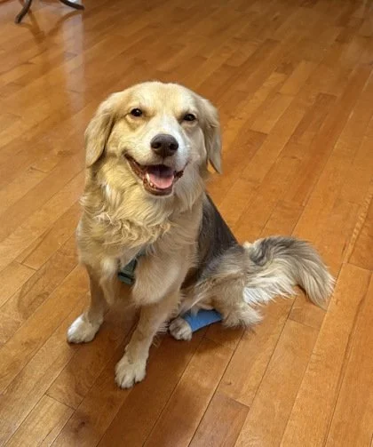 What breed mix do you think RAL Alum Jackson is? Click right to find out!