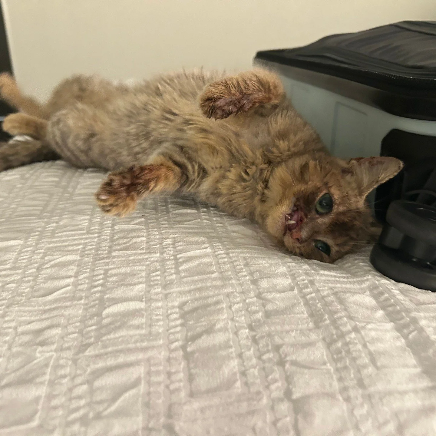 While Madeleine enjoyed her first stay in a hotel during her big trip to Pennsylvania to see Dr. John Lewis yesterday, she is happy to be resting at her foster home after all the excitement.

She had a CT scan, surgery to remove dead and damaged teet