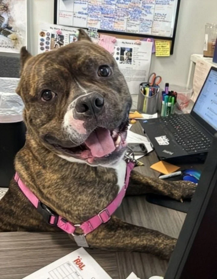 Doing your taxes like&hellip; 😅
Stromboli has been staring at this screen for 20 minutes and just has one note on your return:

&ldquo;Adopt me.&rdquo;

No confusing forms, no surprise fees&hellip; his adoption fee has already been handled ✔️

If yo