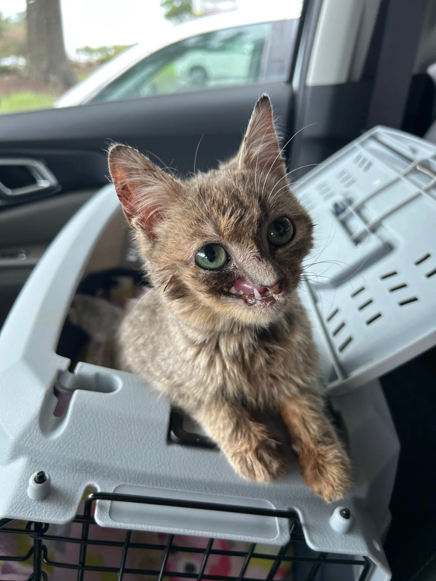 Madeleine is on a big adventure this week.

Not the kind you plan.
Not the kind you would ever choose for her.

But the kind that just might change her life.

This sweet girl traveled all the way from Virginia to Pennsylvania alongside her foster mom