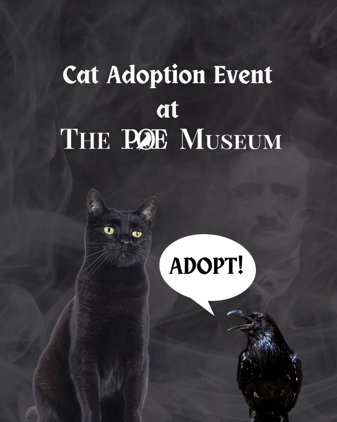 Today is the day! Come see adoptable cats from RAL, @richmondspca and @racc_shelter
 during our special Cat Adoption Event at @poemuseum. 

If you&rsquo;ve been thinking about adding a feline friend to your home, this is your moment to meet them in a