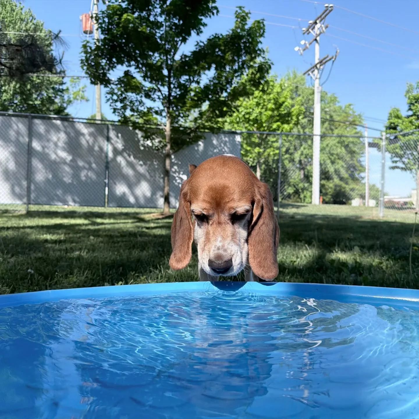 Some dogs like a little pool time on a hot day, other dogs, like Wags,  aren't so sure about that weird water stuff.

Come meet all our dogs today and find your next poolside pal, hiking hound, or couch cuddler. We're open til 4