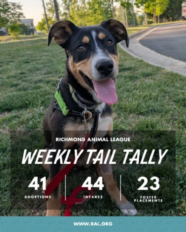 It&rsquo;s Weekly Tail Tally Time!
Here&rsquo;s a look at how last week shaped up at RAL:

🏠 41 pets found loving homes
&bull; 19 cats
&bull; 22 dogs

🐾 44 new pets welcomed at RAL
&bull; 19 cats
&bull; 25 dogs

🏘️ 23 foster placements
&bull; 11 c