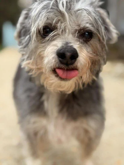 Do you love a crusty little old man dog? I mean who doesn't (the RAL Social Media Gal may be biased here).

Lonnie is the perfect little old man:
&bull; He is 12
&bull; He has beautiful salt and pepper hair
&bull; He likes cats
&bull; May guard his s