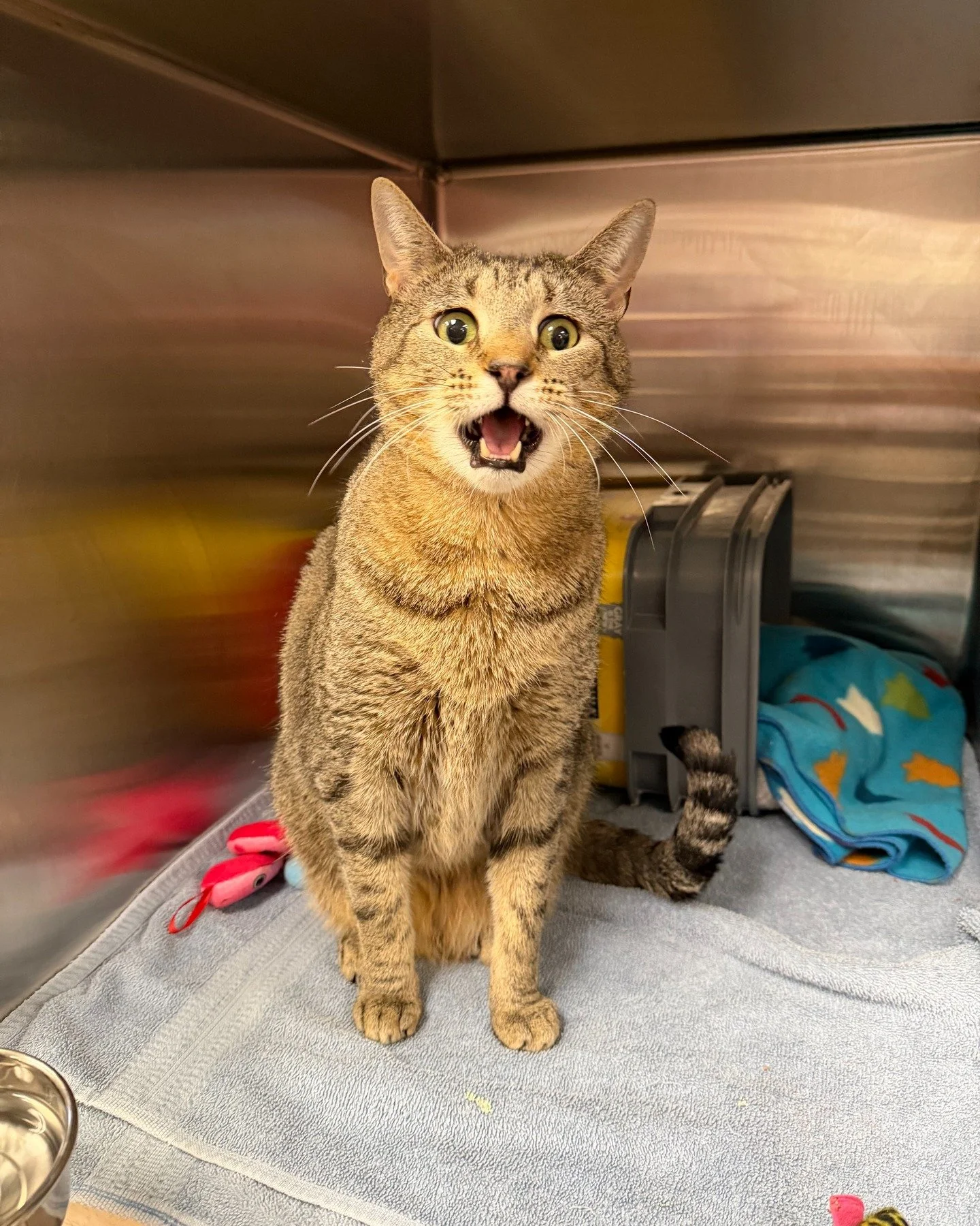 Leonardo DiCaprio's face when we listed all the supplies needed to take care of kittens every year.

If you want to help us out (and put Leo's mind at ease), please check out our "Baby Registry" at ral.org/kittenshower and donate an item of