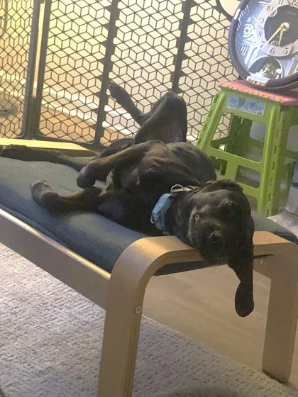 If your ideal companion is a &ldquo;hang out together but we each do our own thing&rdquo; kind of girl&hellip; Carrie might be exactly who you&rsquo;ve been looking for.

She&rsquo;s a super chill gal who will settle into the routine. She is perfectl