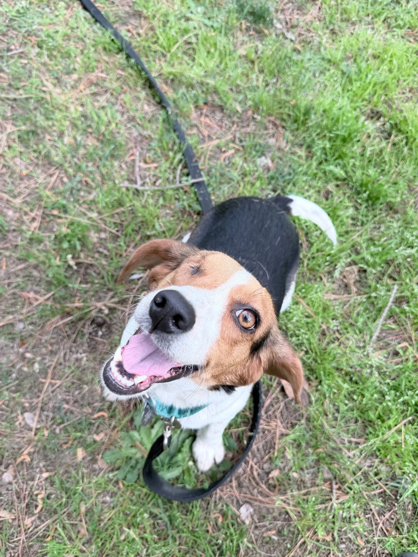 We had a pack of happy pooches in playgroups this morning.

They were all super excited to get out and romp around before it gets too hot. 

Stop by today between 3 - 6pm to meet our available dogs, or view them all online at ral.org/dogs

#richmonda