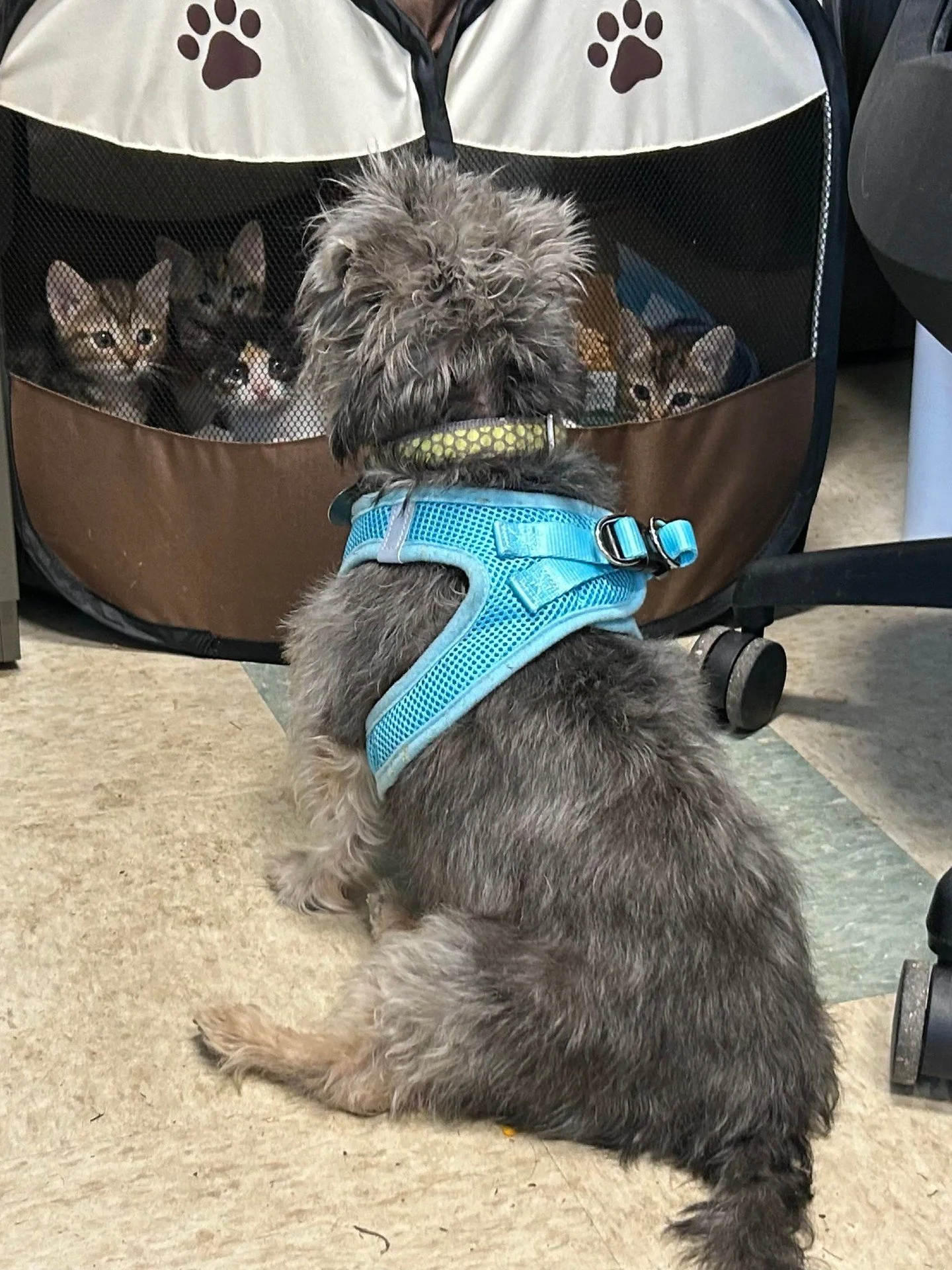 While Lonnie is an excellent foster papa for kittens, we are always looking for humans to become new kitten fosters. It really just helps to have someone with opposable thumbs who can hold a bottle and sign the foster contract.

If you have been thin