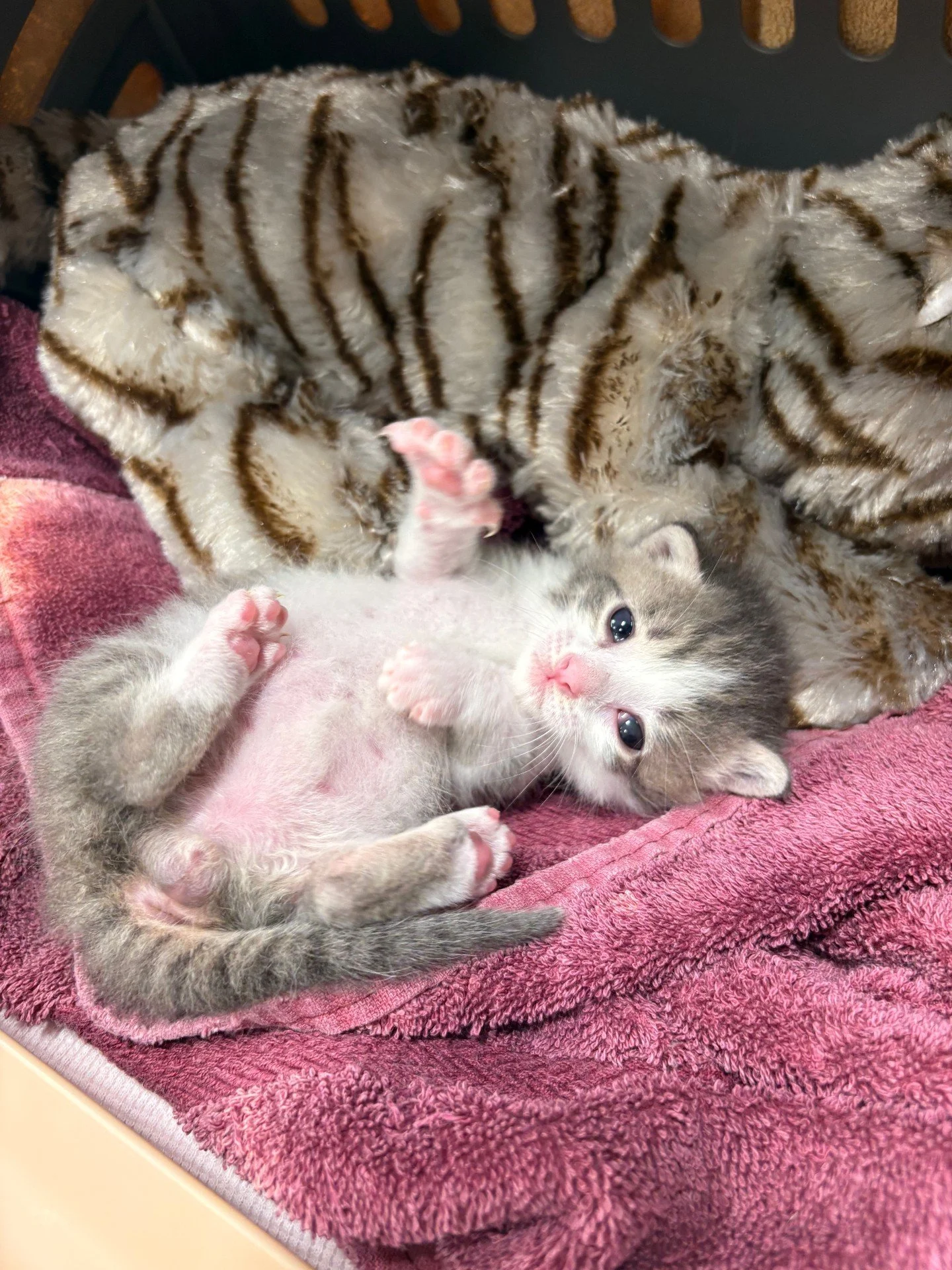 Idaho Mike is ready for today's Kitten Shower! 

Stop by our Loving Spay+Neuter Clinic to drop off kitten supplies, talk to RAL fosters about fostering kittens, and visit with our available pets at RAL's adoption center.

We'll be here to see you bet