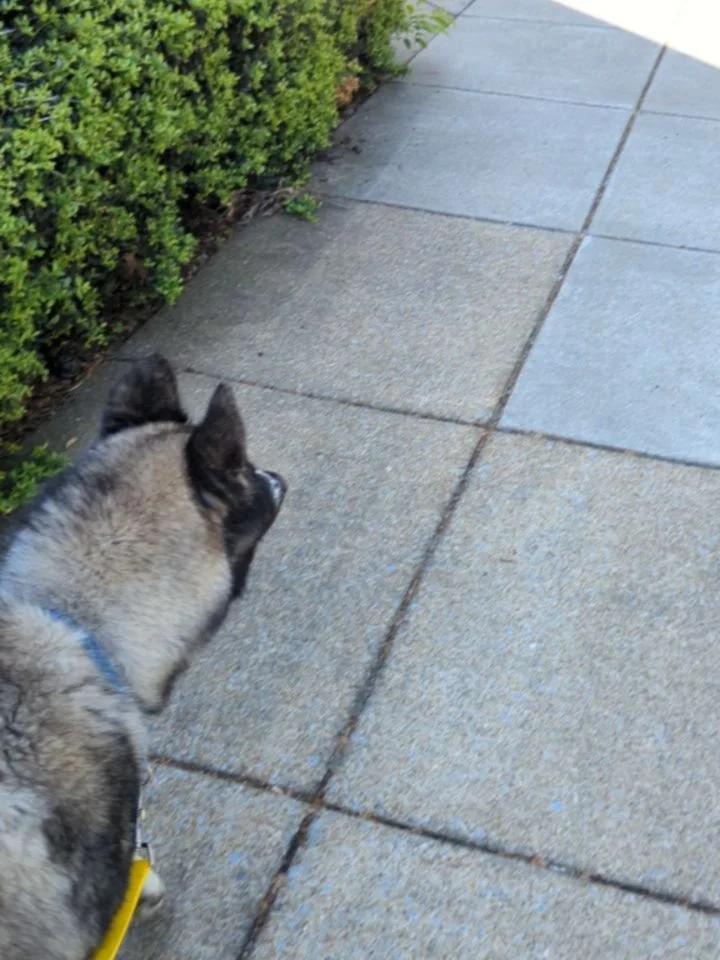 Kiba visited @8news today. Tune in to @showcaserichmond this Friday to see his TV debut!