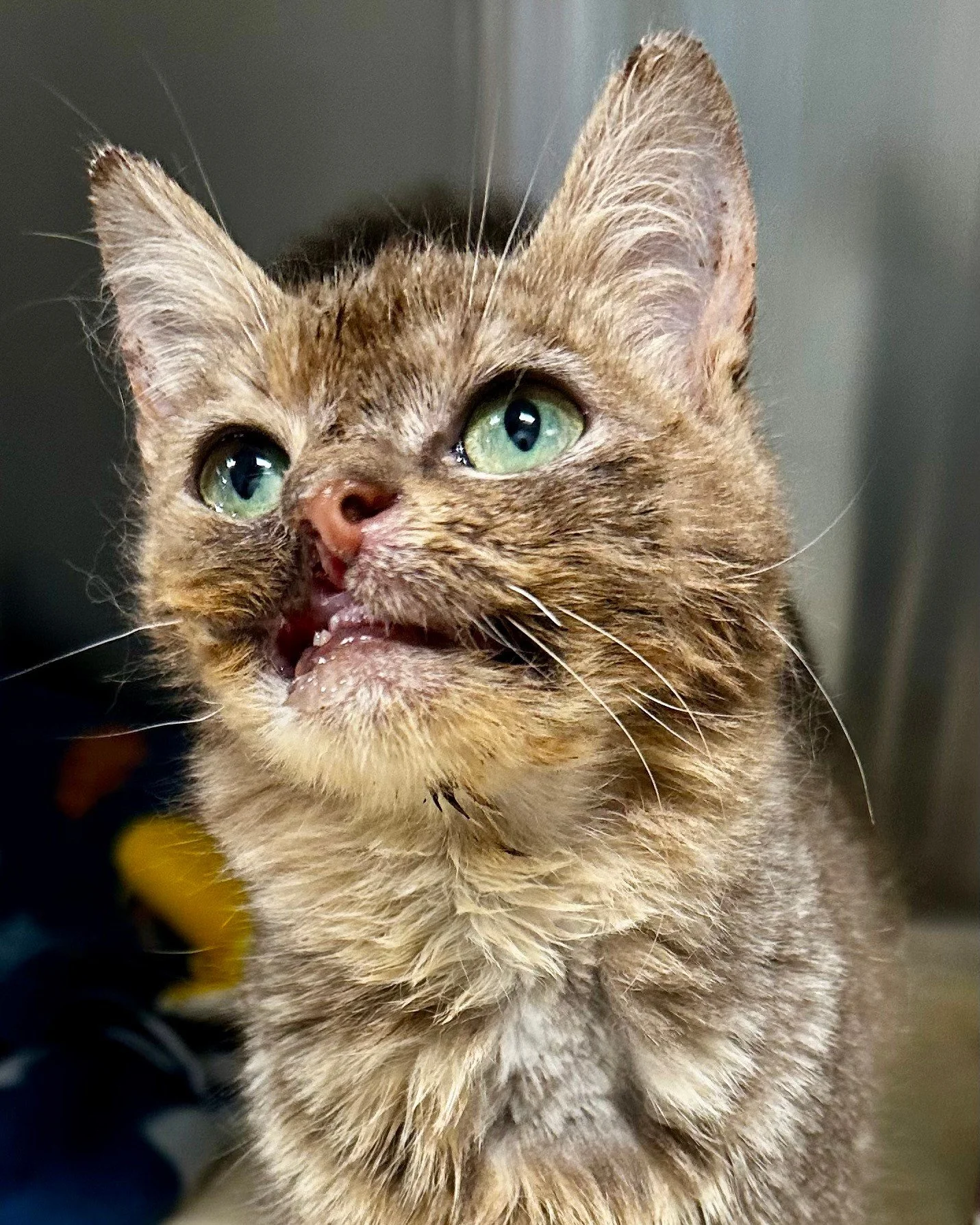 🐱 Madeleine update!
Our beautiful girl Madeleine came by for a recheck this weekend.

She is healing well from her dental surgery &amp; extractions.

We also heard from her specialist in Pennsylvania. There are some decisions ahead, but we're stayin