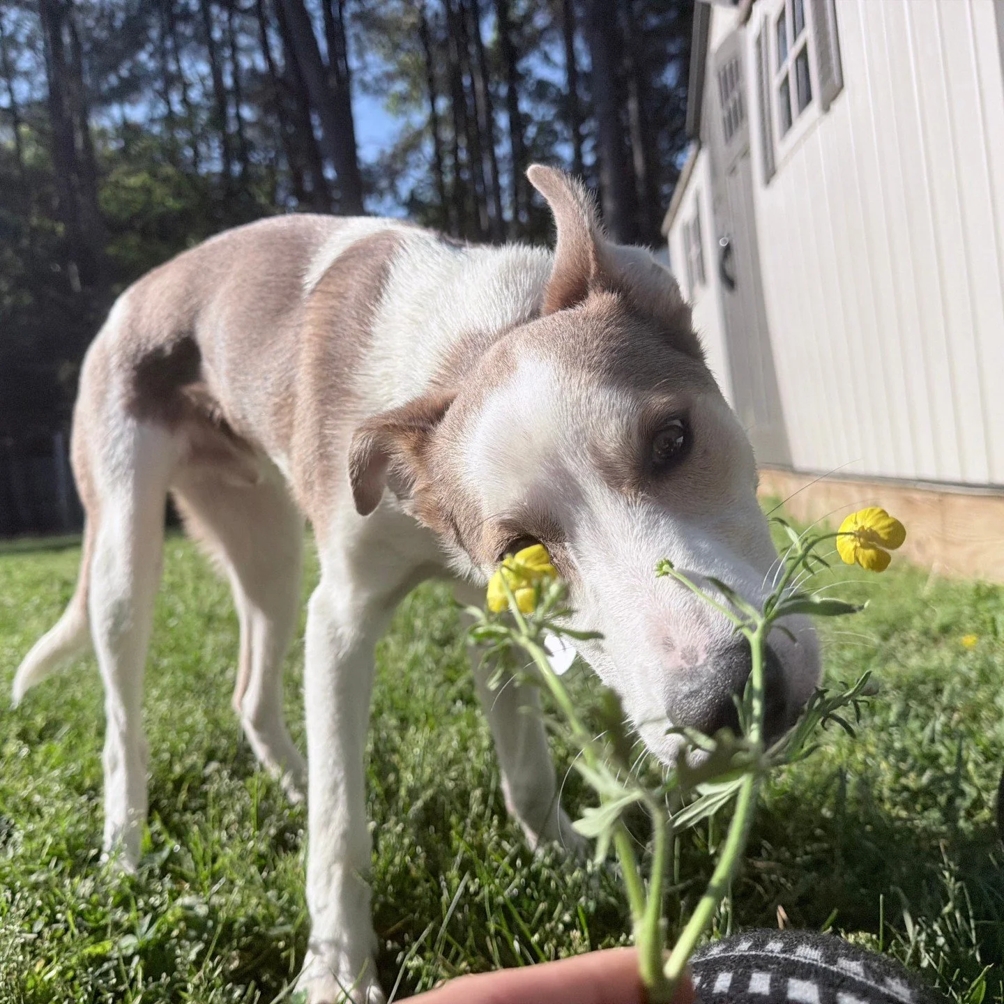 We tried to explain to Opie that you're supposed to hold the buttercup under your chin to see if you love butter, but he kept holding it up to his eye 🤷&zwj;♀️

I guess we'll never know if he loves butter. 

We DO know that he loves Diamond. They ha