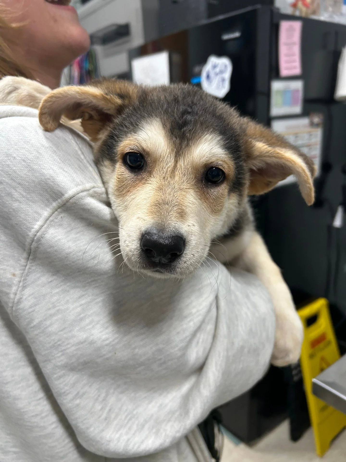 We've got PUPPIES! 
.
.
.
.
That's all, we just wanted to let you know that we have puppies. 
Stop by to meet them between 3 - 6pm today/tomorrow or between 12 - 4pm this weekend.