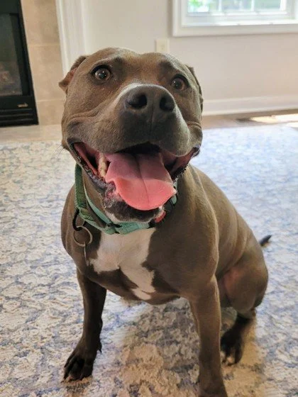 This happy gal is Junie. 

Junie is happy because she is in foster care, but she would be even happier if she were in a home of her own.

Junie wiggles when she sees you and has never met a stranger.
Junie is not shy and will happily lean up against 