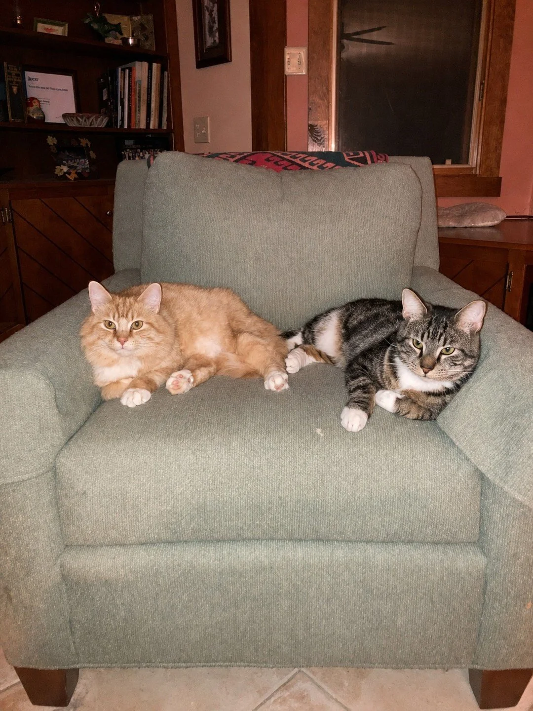 Just two FeLV bros touching toes.

Handsome and Coffee are both enjoying the good life in foster care. Coffee was in the foster home first, and when his foster noticed that he seemed like he could use a friend, Handsome moved in and they have been be