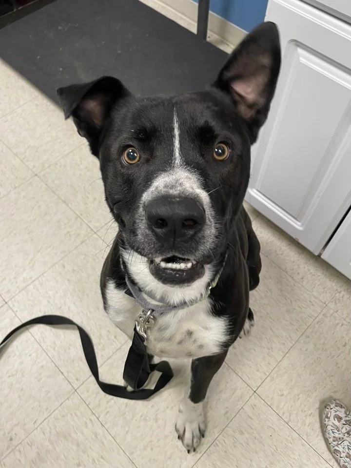 It's Foster Friday and Jasper is here for it.

Jasper is a big, happy, 4-year-old goofball who loves adventure, loves naps, and loves giving kisses with that giant head of his. His foster mom says all you have to do is say "night night" and