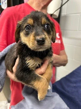 Looking for a new furry friend? We've got a little something for everyone at RAL!

Puppies, kittens, seniors, youngins, small snugglies all the way up to extra large fluffs who could double as a furry bed.

Stop by today or tomorrow between 12 - 4pm 