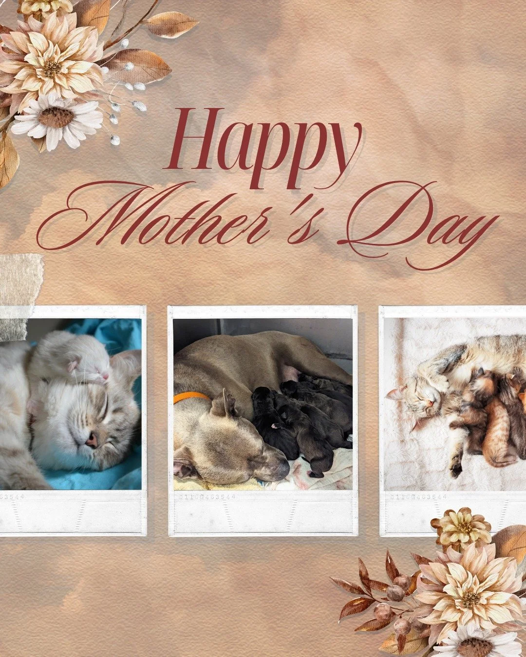 Happy Mother&rsquo;s Day to All the Amazing Mother Figures in Our Lives!

Today, we celebrate every kind of mom, the ones who raised us, the ones who guided us, and the ones who&rsquo;ve shown us love in all its unique forms. Moms, grandmas, aunts, s