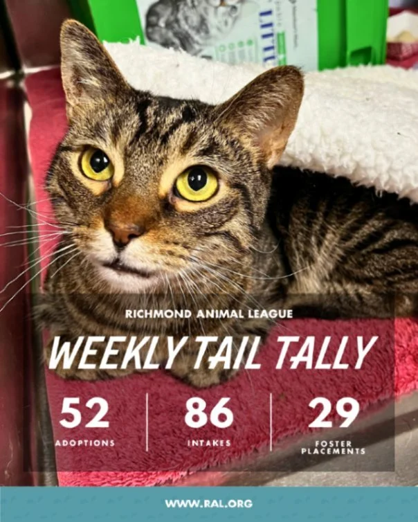 It&rsquo;s Weekly Tail Tally Time!
Here&rsquo;s a peek at what last week at RAL was like:

🏠 52 pets found loving homes
&bull; 27 cats
&bull; 25 dogs

🐾 86 new pets welcomed at RAL
&bull; 51 cats
&bull; 35 dogs

🏘️ 29 foster placements
&bull; 21 c