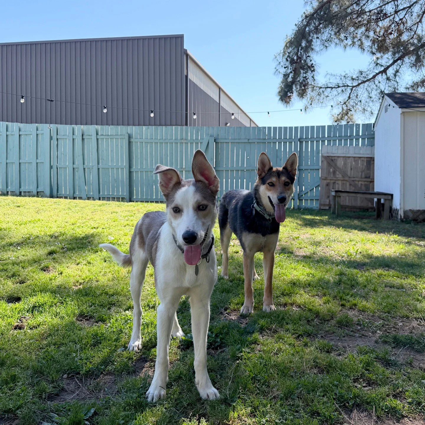 Andy and Aloka are excited to meet you at Rescue Roundup today!

Stop by RAL between 3 - 6pm to visit them, AND adoptable pets from 16 of our animal control partner shelters!!

If you are looking for a new furry friend, today is the day to find them.