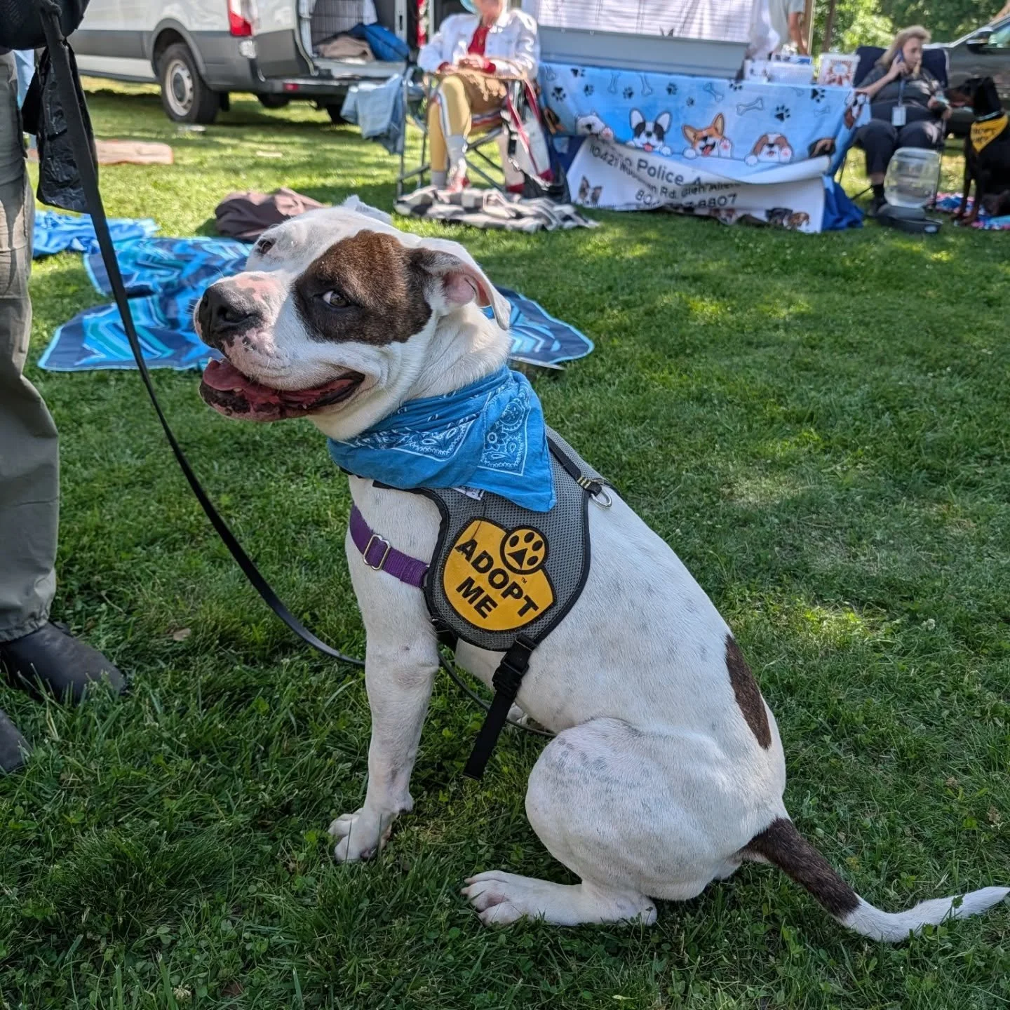 If you're looking to fall in love today, we've got a bunch of cuties at Rescue Roundup!

We're here until 6:00pm, stop by and find your new love 🩵🧡