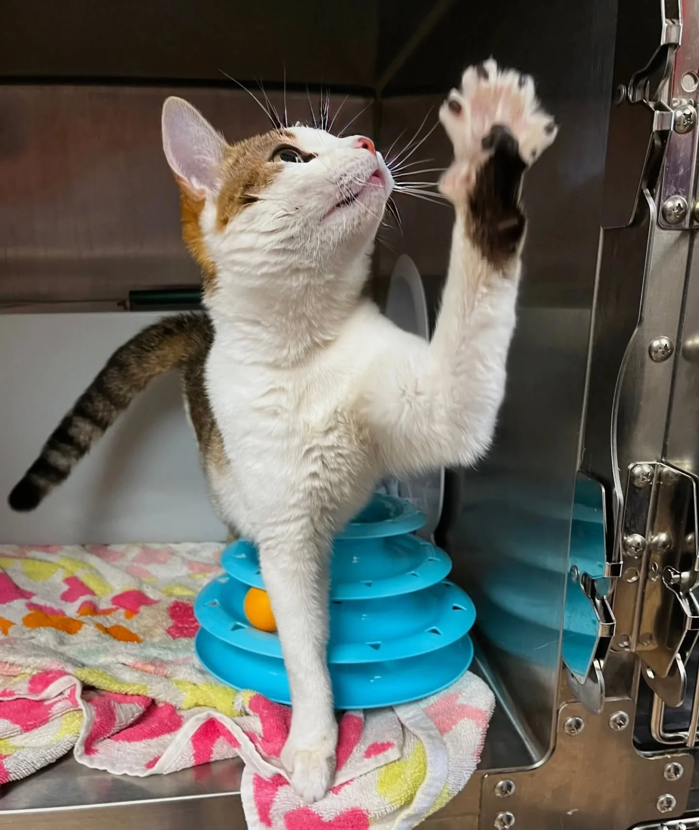 Bess wants to say "Hi Hello" to everyone on this beautiful Sunday. 

Stop by to see us today and maybe take home a new furry friend. We're open until 4pm today.