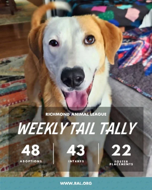 It&rsquo;s Weekly Tail Tally Time!
Here&rsquo;s a peek at last week at RAL:

🏠 48 pets found loving homes
&bull; 17 cats
&bull; 31 dogs

🐾 43 new pets welcomed at RAL
&bull; 20 cats
&bull; 23 dogs

🏘️ 22 foster placements
&bull; 17 cat
&bull; 6 do