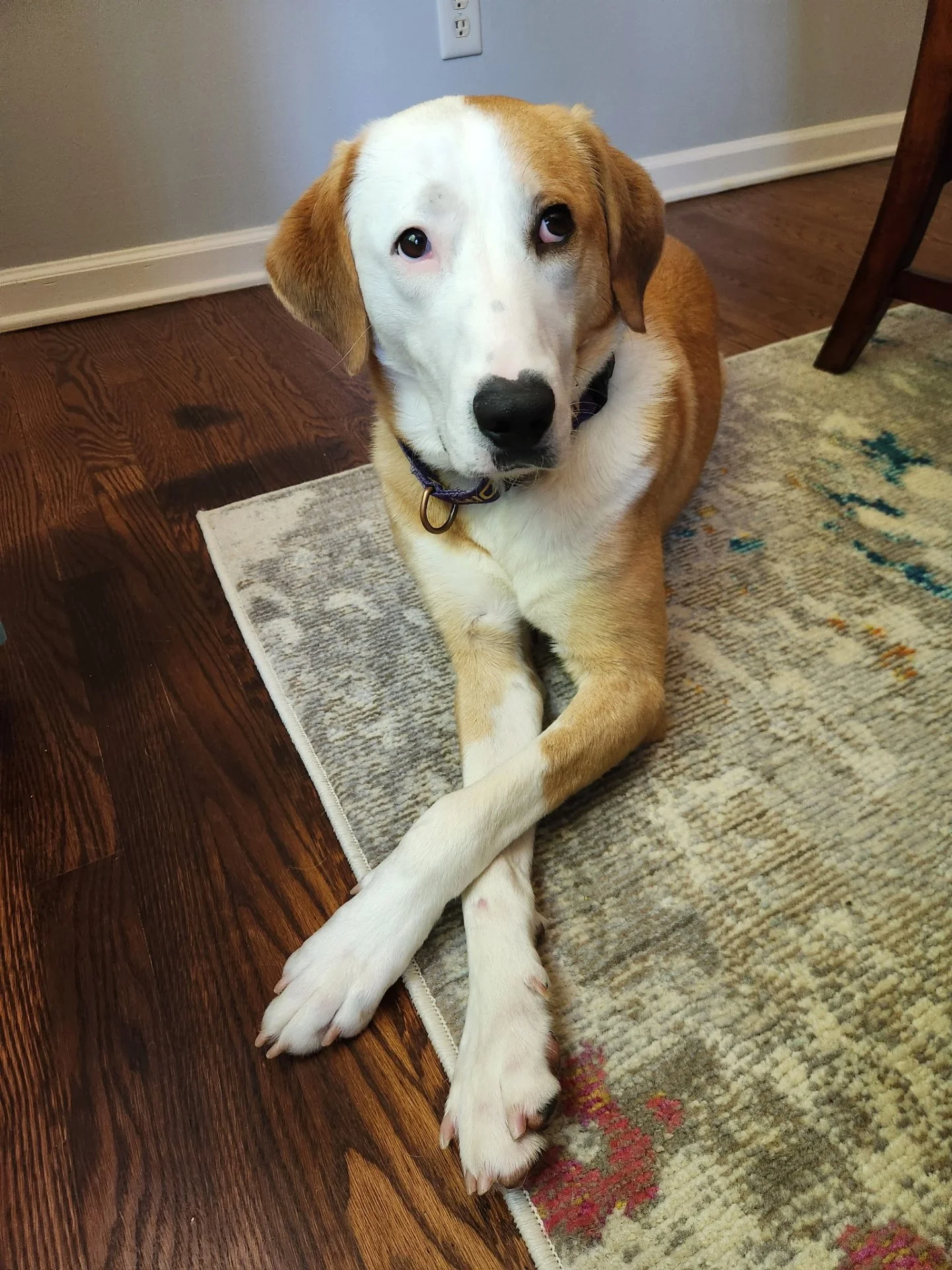 If you're looking for a dog with model level good looks, then we have the perfect man for you:

✨ Bradley ✨

He has a face that belongs on billboards, and legs that were made to strut a runway. And like any model worth their salt, he has a signature 