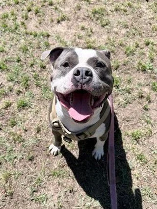 You know who is great at giving us those adorable Kodak moments?

KODAK!

What's not to love about this adorable house hippo?

He's sweet.
He's silly.
He's energetic when you want him to be, but he can also lay down for a nap on the couch.
He likes o