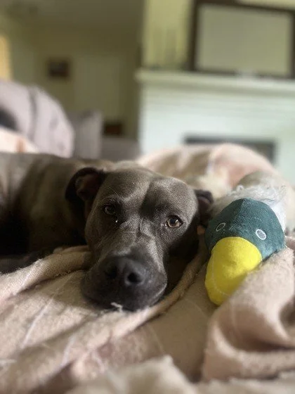 We've shared Junie before, and she's still waiting. This gorgeous silver girl has so much love to give, and she's ready to find her people.

Junie wiggles when she sees you. She will absolutely find your lap within 45 seconds of meeting you. She love
