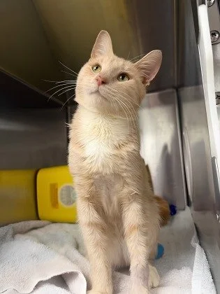 You've heard of Clifford the Big Red Dog? Well this is Clifford the Handsome Buff Cat.

In addition to being a total looker, Clifford is also the sweetest dude you will ever meet. He is a social butterfly and always ready to soak up as much attention