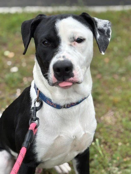 Rudy's face when you miss out on fee waived adoptions today.

Stop by RAL between 12 - 4pm today to find your new best friend. 

Adoption fees are waived for all in-house adults pets (1 year and up).