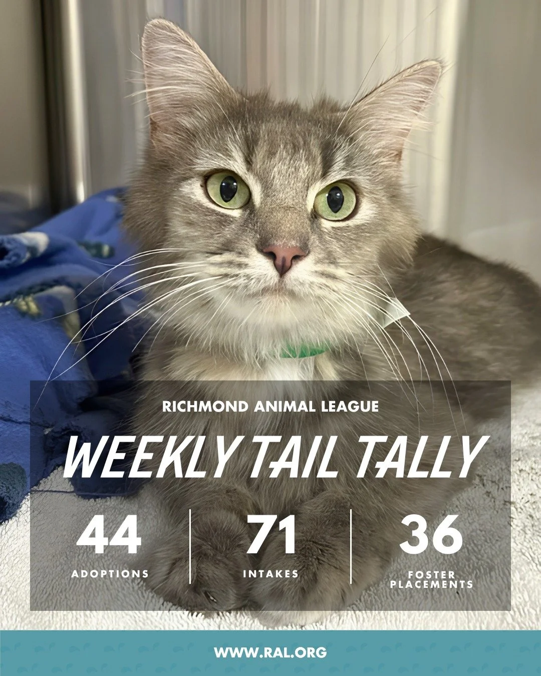 It&rsquo;s Weekly Tail Tally Time!
Here&rsquo;s a peek at last week at RAL:

🏠 44 pets found loving homes
&bull; 18 cats
&bull; 26 dogs

🐾 71 new pets welcomed at RAL
&bull; 29 cats
&bull; 42 dogs (we may have gotten carried away with puppies)

🏘️