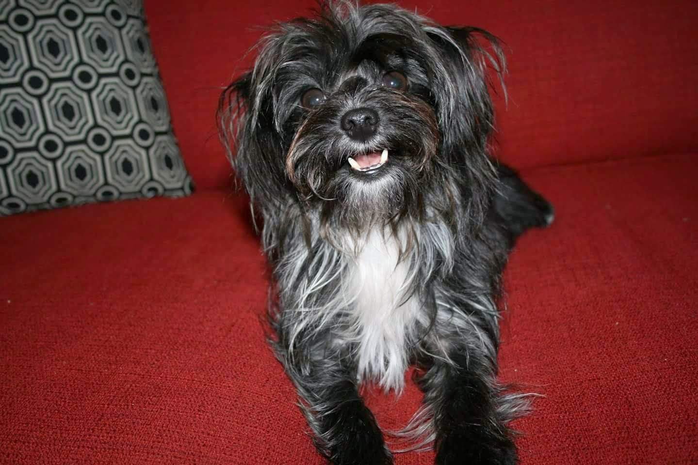 Living With Canine Epilepsy: What Dexter Taught Me