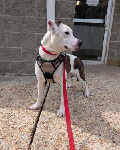 Are you looking for your own personal welcoming committee to celebrate you every time you walk through the door?

Well you're in luck, we have just the thing for you &mdash; Ginger!

Ginger is playful, silly, sweet, and looking for a family to call h