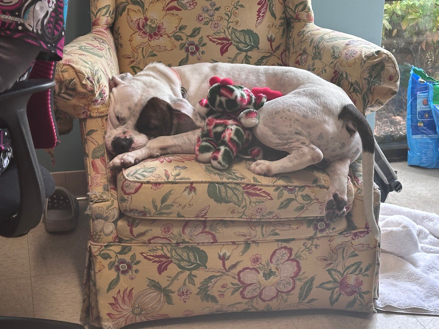 We love it when a big dog squishes themselves into a space that is technically too small for them.

Cats get all the attention for being "liquid," but big dogs are pretty good at "if I fits I sits" too.

Case in point, Bruiser in 
