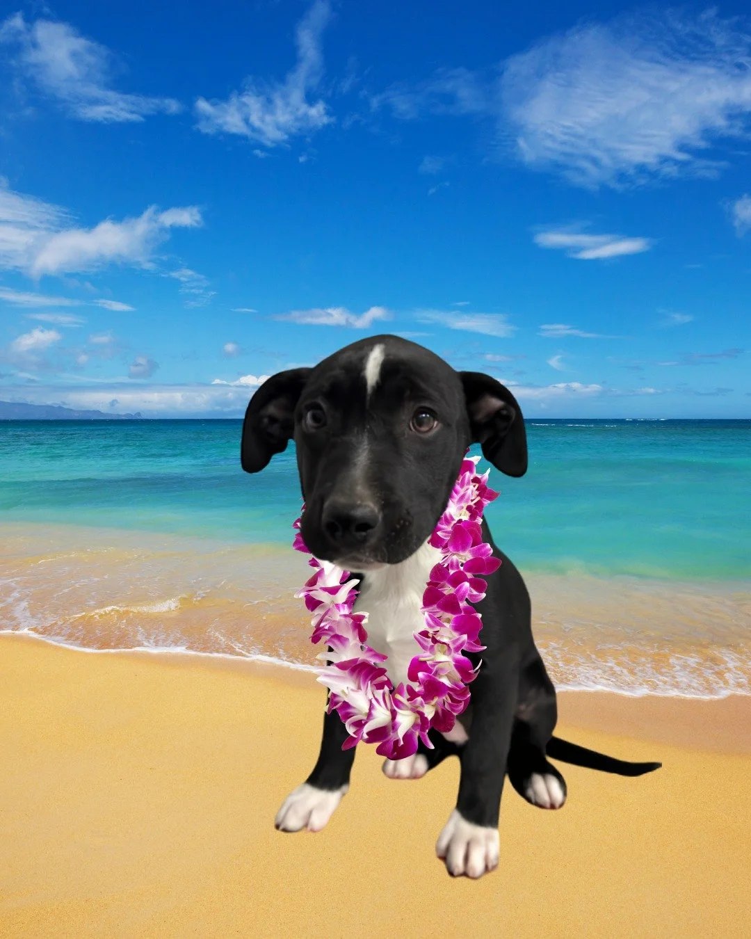 Do you wish you could visit the Hawaii right now, but don't have the time or money? We get it, and we got you.

Come to RAL today between 3 - 6pm and have a tropical vacation with Oahu, Maui, Kauai, and Hawaii.

These cutie pies are looking for their
