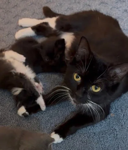 This beautiful tuxedo gal is Jerika. She's spent the first part of her young life being a mom, and now that her kittens are grown up it is finally time for her to be the center of attention.

Jerika is a sweet-natured cat who enjoys affection and soa