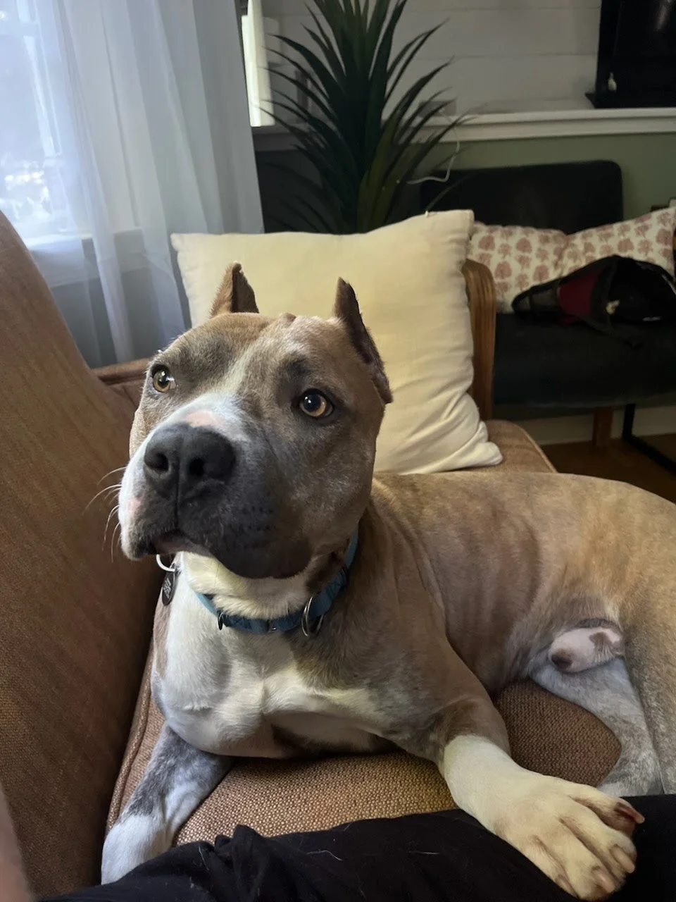 This stud is Ajax. He is always up for an adventure and will tag along no matter what the day may bring. Hiking, he's there. Visiting a brewery, he would be your DD if he had his driver's license. A dog-friendly Richmond event, sign him up now (it is