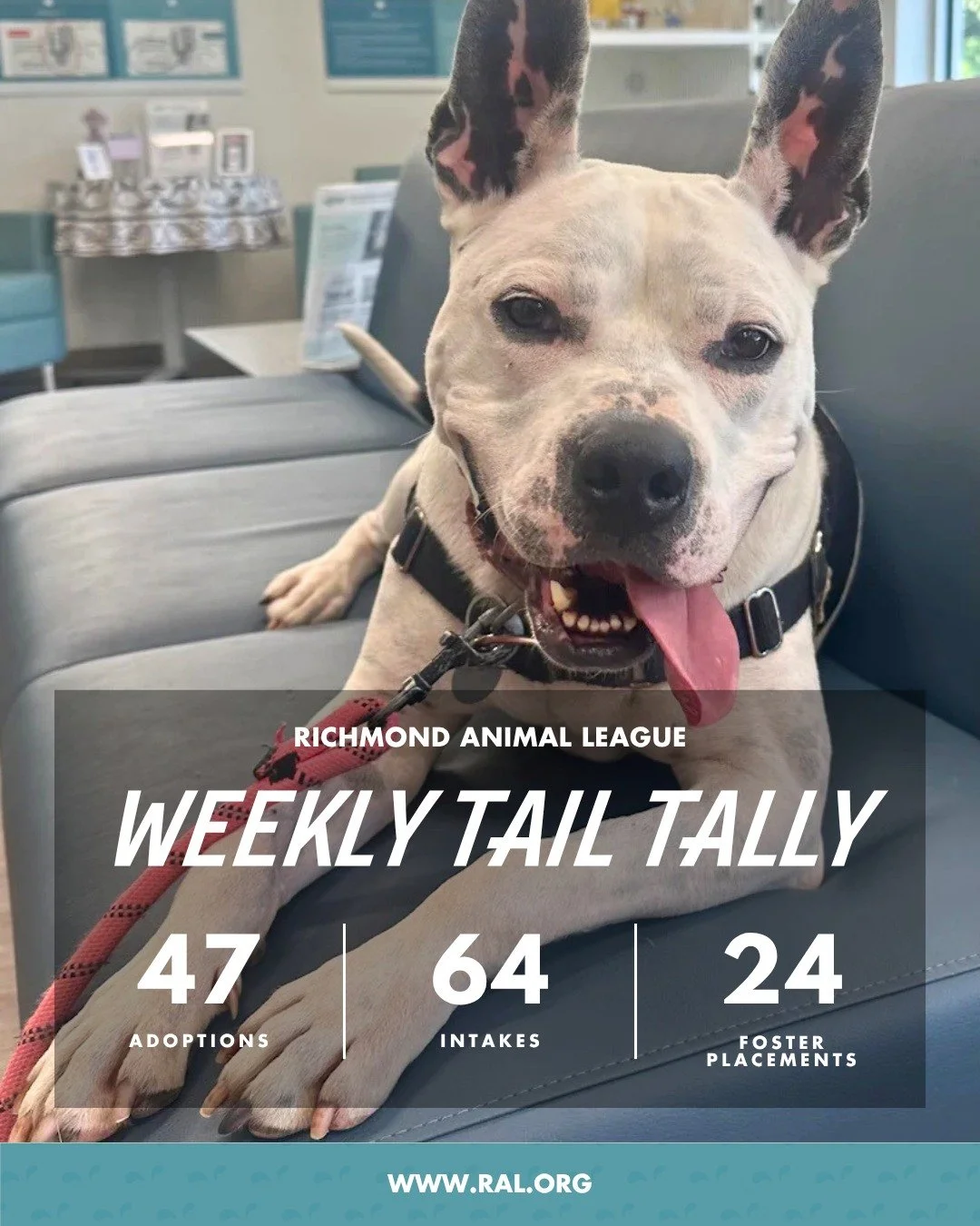 It&rsquo;s Weekly Tail Tally Time!
Here&rsquo;s a peek at last week at RAL:

🏠 47 pets found loving homes
&bull; 20 cats
&bull; 27 dogs

🐾 64 new pets welcomed at RAL
&bull; 40 cats
&bull; 24 dogs (we may have gotten carried away with puppies)

🏘️
