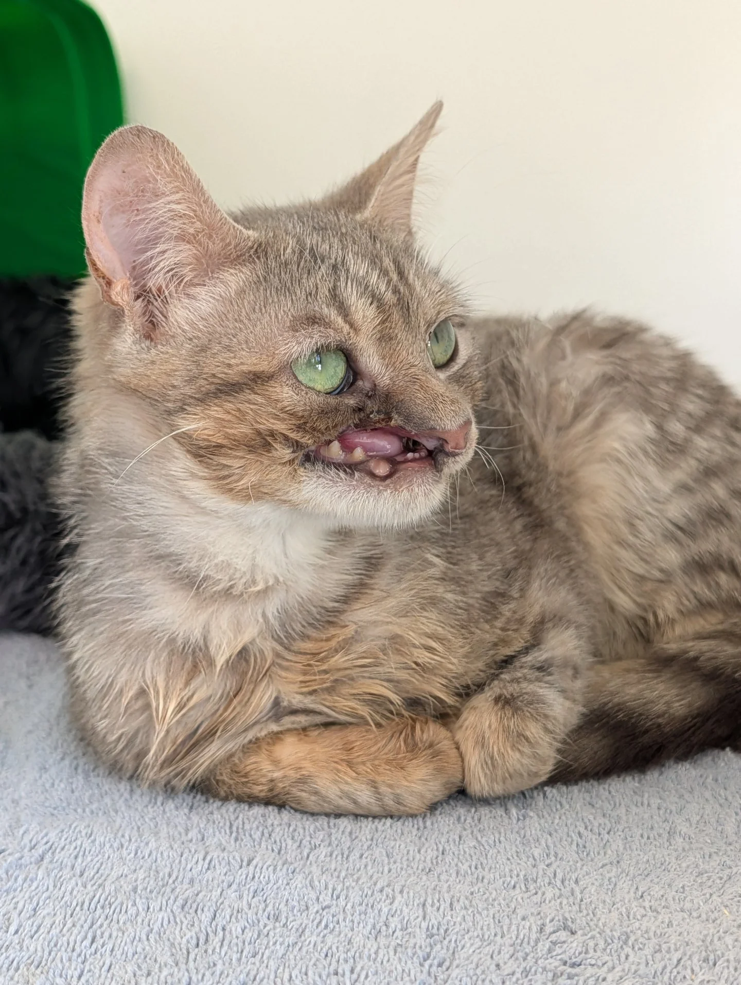 Madeleine Update!

After consulting with her specialist in Pennsylvania, our team has made the decision to leave Madeleine's face and mouth as they are. She has healed beautifully from her dental surgery, she is eating and drinking well, and she show