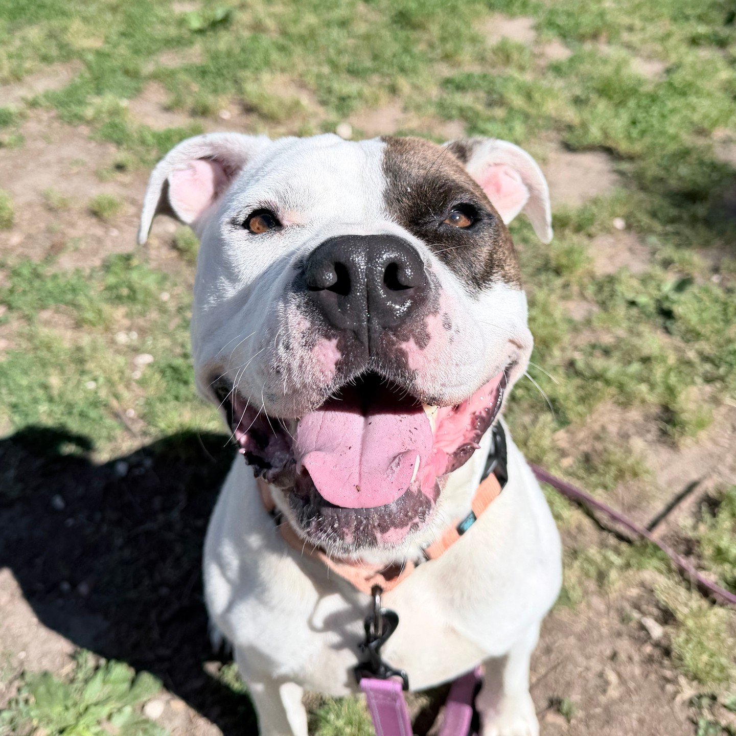 Bruiser just wanted to pop in and say, "you got this, the week is halfway over."

If you're looking for your own personal motivational speaker to help you get through the week, Bruiser is the boy for you! How can you look at that smile and 