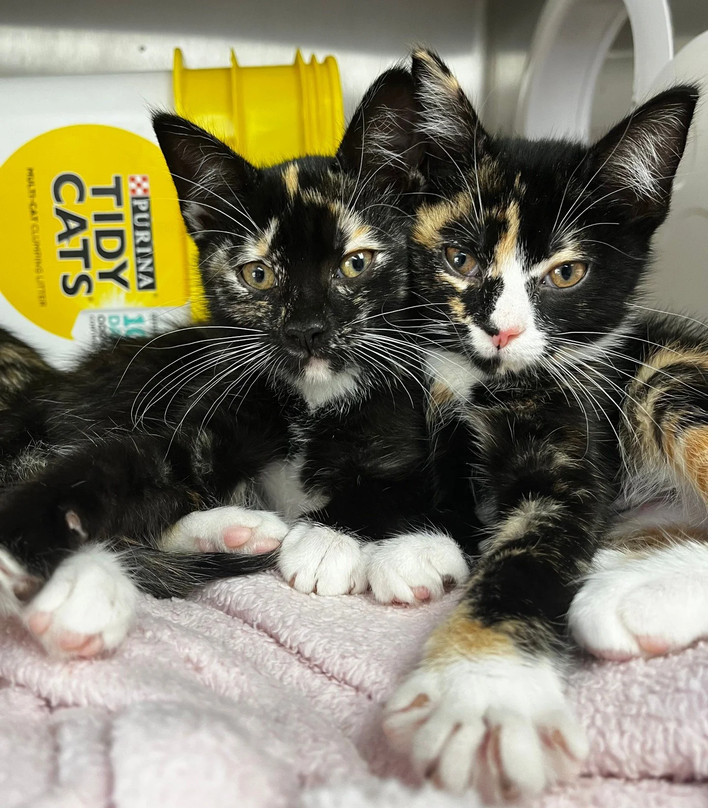 We heard there's a party. We're coming. Are you? 🐾

Join us at Virago Spirits on June 7th (12 to 2 PM) for Cocktails and Kittens! Your $25 ticket includes a cocktail or mocktail, kitten cuddles, and the chance to meet adoptable kittens looking for l