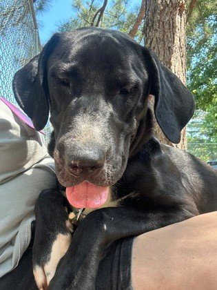 Are you looking for a lap dog...who is also pony sized?

Well meet Tahoe!

While Tahoe's size might turn heads, his big heart is what truly defines him.

He is an incredibly loyal and affectionate young man and he is happiest when he is close to his 