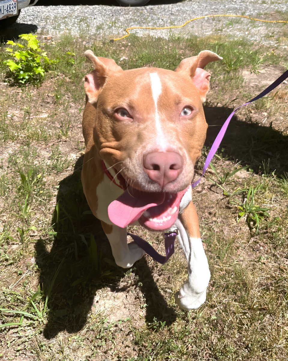 Don't let the name fool you. 👻

Banshee is possibly the LEAST scary dog you'll ever meet. This 6-month-old wiggle machine is all about cuddles, chew toys, and leaning against you for pets like you're his favorite person in the whole world.

He alrea