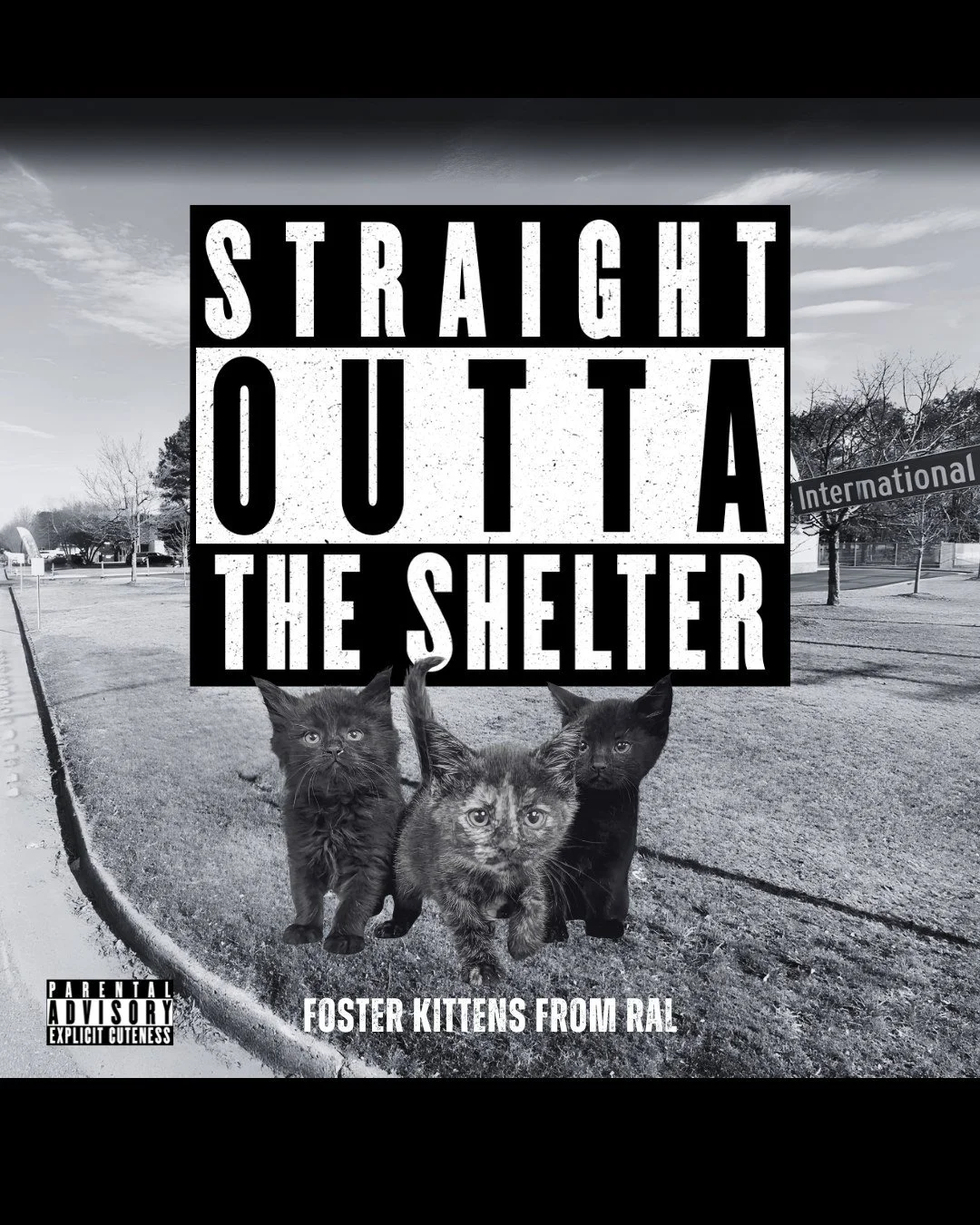 Are you ready for the most ridiculously cute drop of the year? Well it's here...KITTENS.

There are so many kittens and you can take the tiniest, cutest ones home to foster (we need you to take them home to foster).

Kittens are incredibly vulnerable